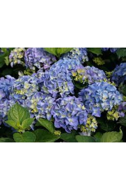 Гортензія блакитна Ерлі Блю